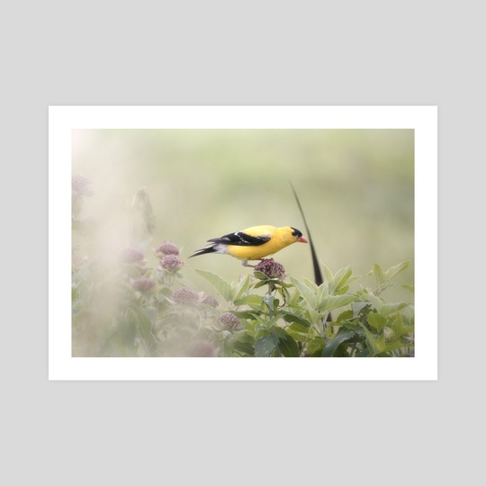 American Goldfinch by Kelli Soukup
