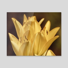 Lily Garden III - Acrylic by Kelli Soukup