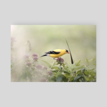 American Goldfinch - Poster by Kelli Soukup
