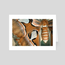 Atlas Moth III - Art Card by Kelli Soukup