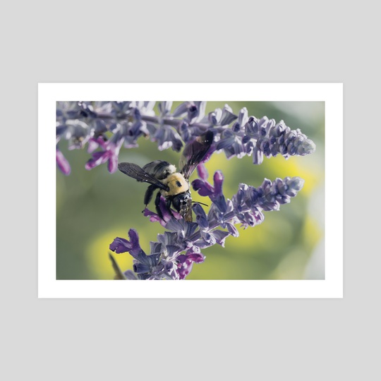 Carpenter Bee I by Kelli Soukup