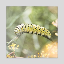 Black Swallowtail Caterpillar - Acrylic by Kelli Soukup