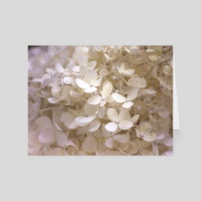 Floral Bloom II - Card pack by Kelli Soukup