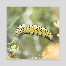 Black Swallowtail Caterpillar - Canvas by Kelli Soukup
