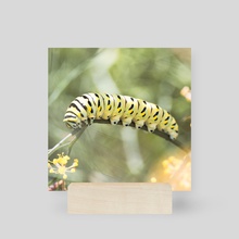 Black Swallowtail Caterpillar - Mini Print by Kelli Soukup