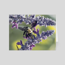 Carpenter Bee I - Card pack by Kelli Soukup