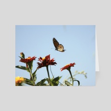 Monarch Butterfly II - Card pack by Kelli Soukup