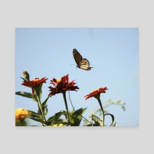 Monarch Butterfly II - Canvas by Kelli Soukup