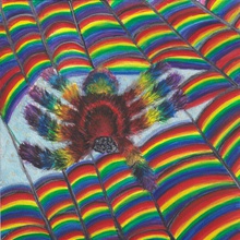 Rainbow Spider - Photographic Print by Jennifer Wortham