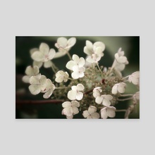 Floral Bloom I - Canvas by Kelli Soukup