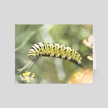 Black Swallowtail Caterpillar - Card pack by Kelli Soukup