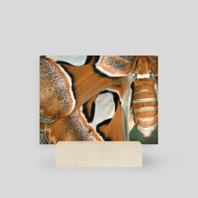 Atlas Moth III - Mini Print by Kelli Soukup